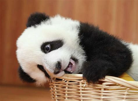 These Pictures Of Baby Pandas Will Make Your Ovaries Ache