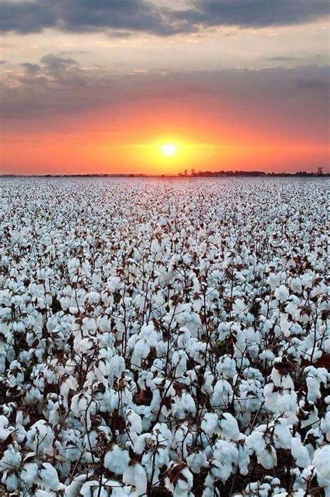 Alabama Cotton | Cotton fields, Farm, Places