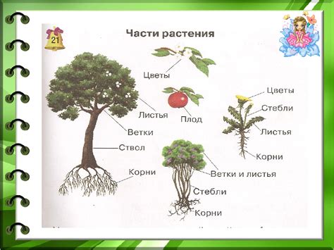 Окружающий мир части растений 1 класс Части растений урок