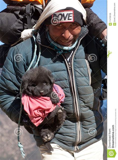 Advertise, sell, buy and rehome japanese shiba inu dogs and puppies with pets4homes. Nepalese Porter Carrying A Havy Load And A Tibetan Mastiff ...