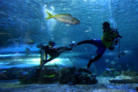 Watch Divers Play Underwater Football At Ocean Park Photos