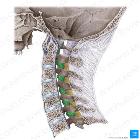 Intervertebral Joint Bones Ligaments Movements Kenhub