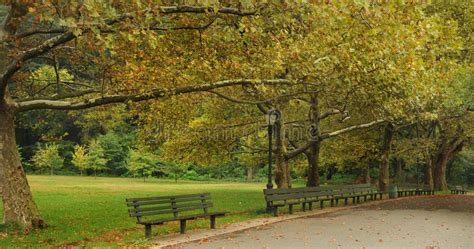 A Beautiful Tree Lined Park Path In New York City Stock Photo Image