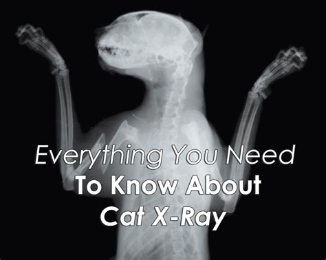 Everything You Need To Know About Cat X Ray