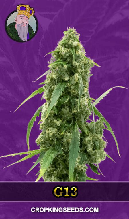 G1 regulatory sequence for the insulin gene. Buy G13 Autoflower Marijuana Seeds Online | Crop King Seeds