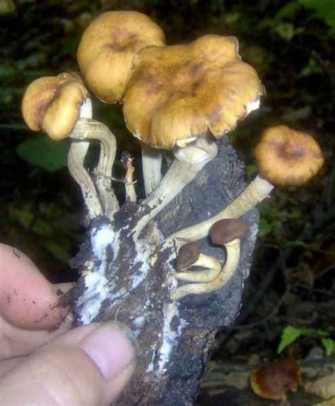 Fall Season Northern Michigan Mushroom Hunting And Identification