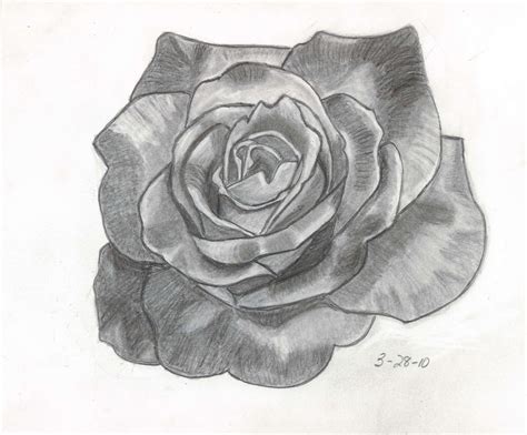 Sketches And Things Variegated Rose Pencil