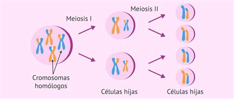 La Meiosis Es Necesaria Para Obtener Un Embrión Viable