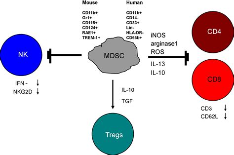 myeloid derived suppressor cells and their role in tolerance induction in cancer journal of