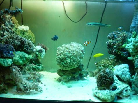 April 6, 2021 by vera persibtiawati. Aquarium: Gambar Aquarium Air Laut