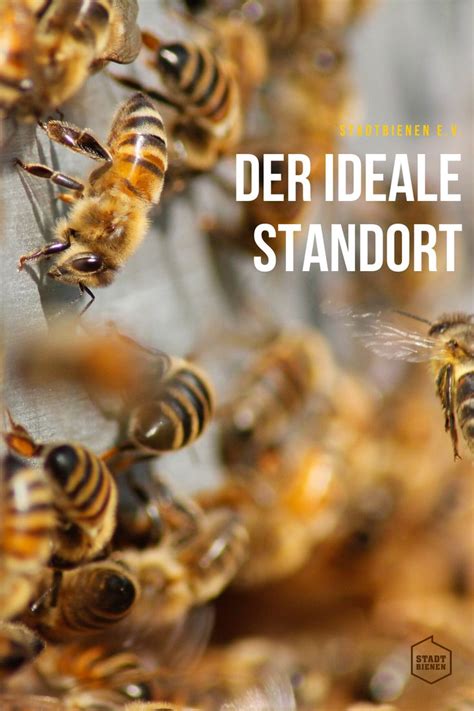 So lockt ihr bienen in euren garten über 500 bienenarten gibt es in deutschland. Der ideale Standort für die Bienenbehausung in 2020 ...