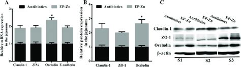 The Relative Mrna And Protein Expression Of Tight Junction Tj