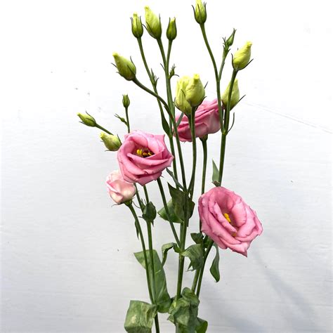 Pink Lisianthus Kittelberger Wholesale Florist Webster And Rochester