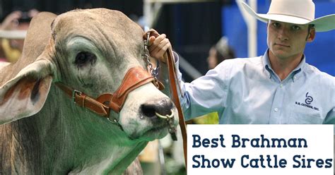 They are raised throughout the wasteland for their labor, milk, fertilizer, hair, leather, and meat. What Are Brahman Cattle Known For - Brahman Cattle: Origin ...