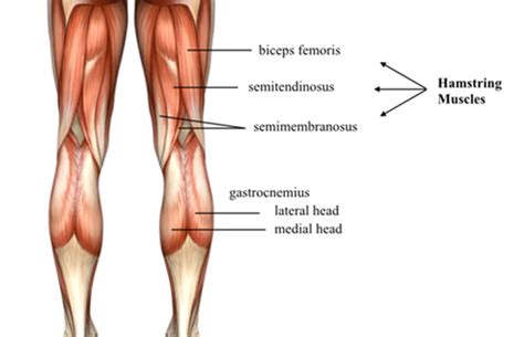 Because most lifters only train a portion of the muscle group. Hamstrings Matters, It's A Matter Of Fact - SKKY FITNESS