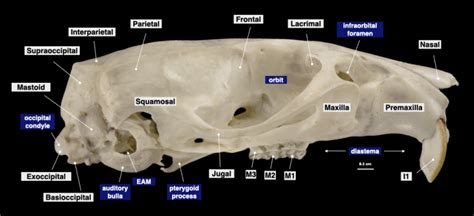 Mammal Skulls Morphology Of The Vertebrate Skeleton