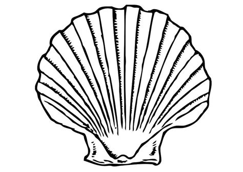 Das muscheln ausmalbild aus der kategorie tiere bringt viel spaß — drucken sie die window color vorlage muscheln einfach aus! Malvorlage Muschel | Ausmalbild 19640.
