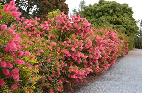 Garden trees garden plants daphne shrub flower hedge hedging plants hello hello types of plants back gardens drought tolerant. To prune (or not) your Australian plants - GardenDrum