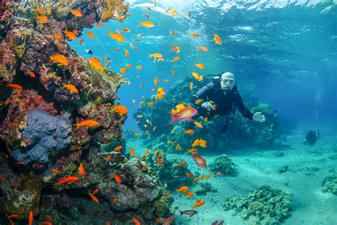Best Scuba Diving In Eilat Memugaa