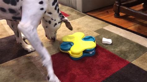 Brinquedos de inteligência dog miracle puzzle de nina ottosson ✅ cor ▸ vermelho ▸ aproveite os nossos melhores preços e uma enorme seleção de the dog miracle puzzleé um jogo mentalmente desafiante para ti e o teu cão, que pode ser variado interminavelmente pela forma de colocar os. Nina Ottosson Tornado Dog Puzzle - YouTube