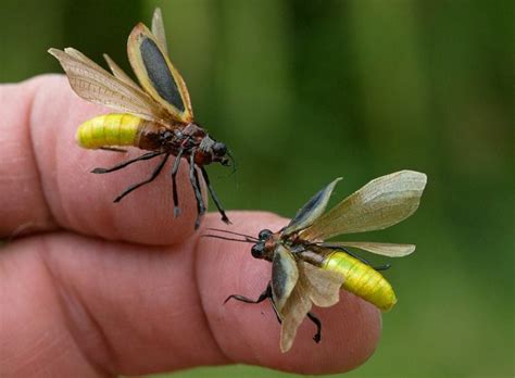 They are easily spotted by the light that is produced in the belly area. Pin by Malissa Cotton on Illuminate - Web | Firefly ...