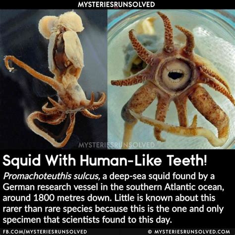 Squid With Human Like Teeth 44 Strangest Creatures Never Seen Before