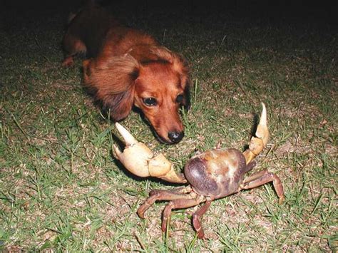 There are 30 recognised durio species, at least nine of which produce edible fruit. Can Dogs Eat Imitation Crab Meat Sticks?