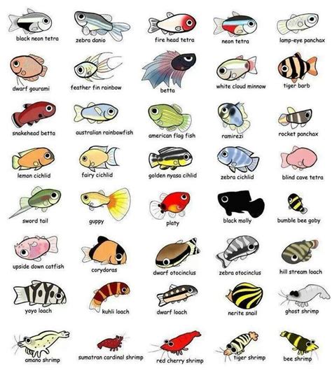 An Image Of Different Types Of Fish On A White Background With The
