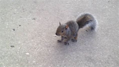 Somehow he caught his gloved finger with one of his little hands and, with the force of the throw, swung around and with a resounding thump and an amazing impact, he landed squarely on mike's back and resumed his rather antisocial and. When Crazy Animals Attack : Squirrel With Rabies Tries To ...