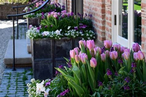 Purple And White Tulips In Front Of A Brick Building With An Iron Hand Rail