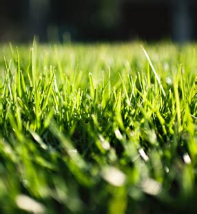Bee green pest control darbojas ainavu veidošana, nomas aprīkojums, iznīcinātāju un kaitēkļu kontroles aktivitātēs. Central Florida Lawn Care & Pest Control | Bee Green ...