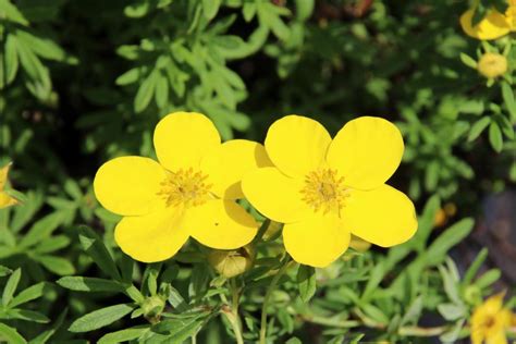 Good soil drainage is essential. 25 Best Flowering Shrubs for Full Sun | HGTV