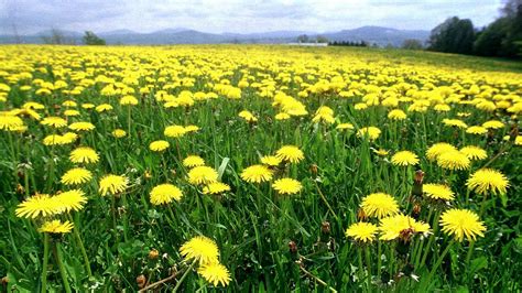 Springfield Vermont News Free Dandelions At Vermont State Parks