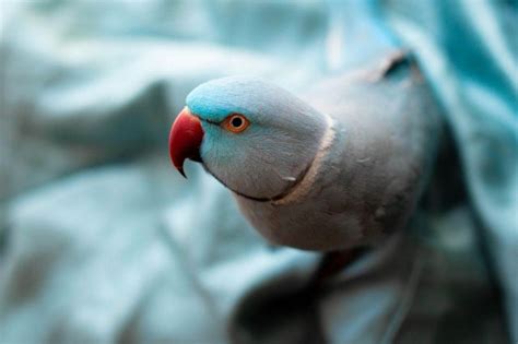 People Are Falling In Love With Kiwi A Talking Parrot Who Gives Sweet Kisses And ‘zerberts