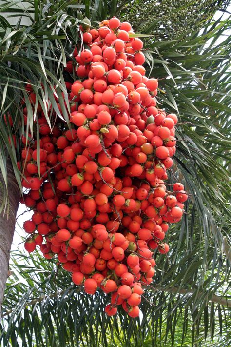 20071031 0811 Foxtail Palm Fruit Fruit Tree Garden Fruit Garden