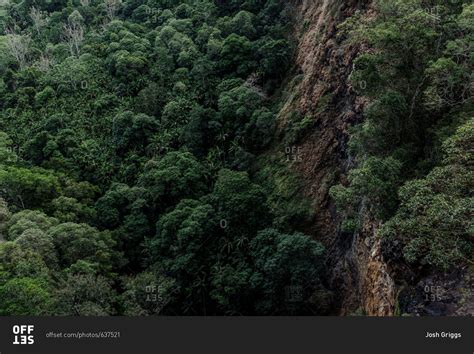 Elevated View Of A Dense Rainforest In New Zealand Stock