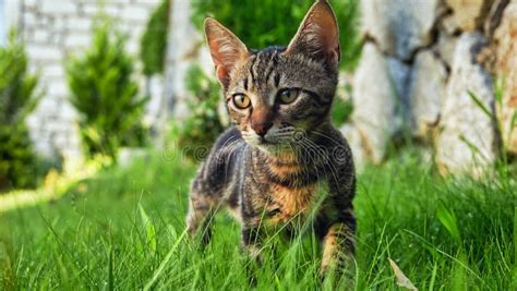 Small Kitten Tabby Cat Chasing Prey In The Garden Stock Image Image
