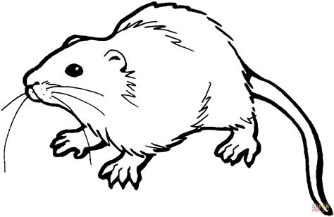 Zentangle mouse or rat coloring page. Brown Rat coloring page | Free Printable Coloring Pages