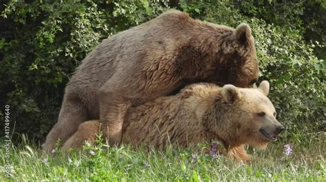 Kodiak Bear Claws Hot Sex Picture