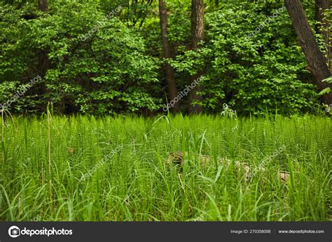 Landscape Green Grass Forest Background — Stock Photo © Antonmatyukha