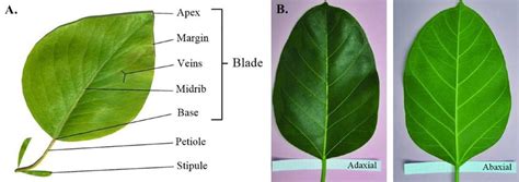 Figure Plant Leaf Anatomy A The Petiole Attaches The Leaf Blade