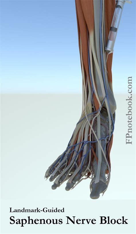 Anterior Ankle Nerve Block