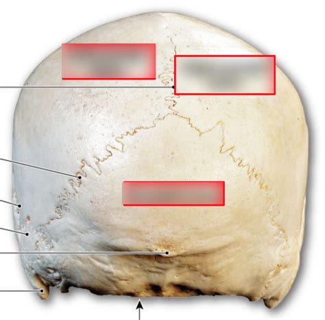 Posterior Skull Diagram Quizlet