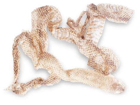 Copperhead bites are rarely fatal, but the snakes are best. Snake Shedding Skin | How Snakes Shed Skin | DK Find Out
