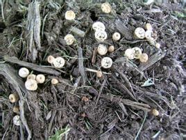 Red rock offers comprehensive pest control solutions for homeowners throughout the las vegas valley. Real Green Pest and Lawn | Austin, TX | Fungus in Mulch