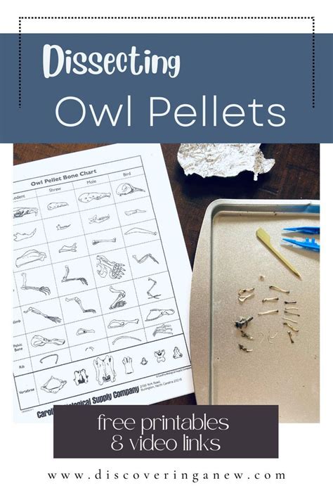 Guide To Dissecting Owl Pellets