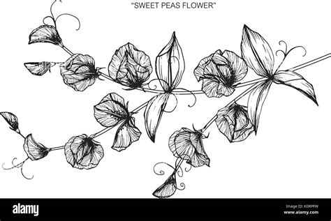 Sweet Pea Flower Drawing Illustration Black And White With Line Art