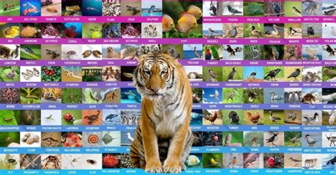 Animals: 1000+ Animal Names | Great List of All Animals