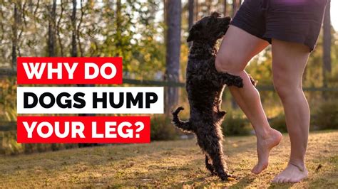 How To Stop A Dog From Humping Your Leg