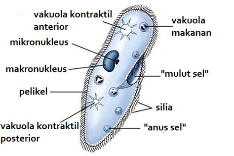 Ciri Klasifikasi Dan Peranan Protista Protozoa Alga Mycota